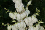 Weak-leaf yucca